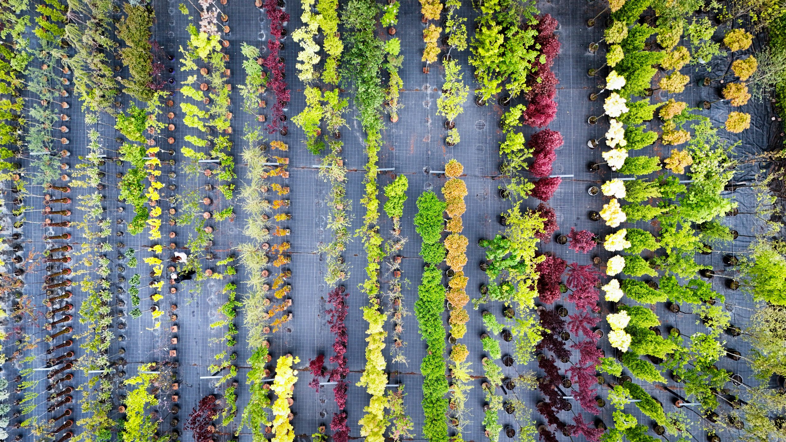 szkółka roślin jaworscy